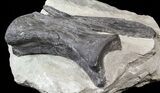 Diplodocus Vertebrae In Sandstone - Killer Specimen #62698-4